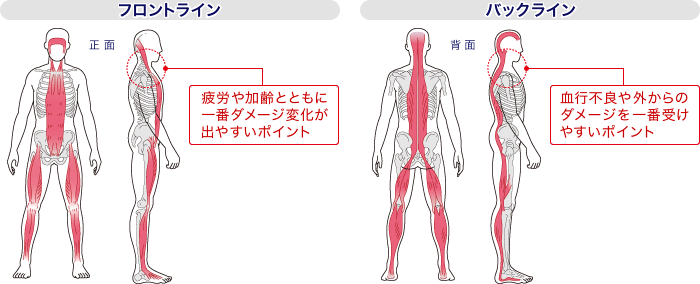 2つの筋肉のパフォーマンスライン「フロントライン」と「バックライン」